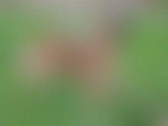 Some photos of Lily!