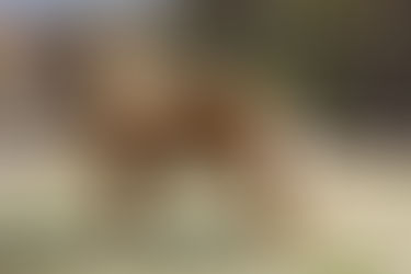 Sally is 11 months old!