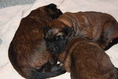 The super 7 are eleven days old!