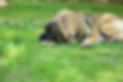 IMG_5544 copy.jpeg
