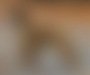 Pixie at four months old.