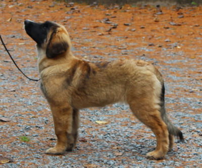Pixie at four months old.