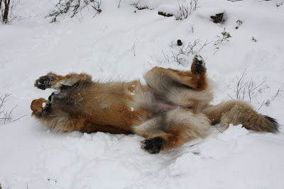 Making a snow Angel!