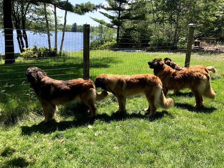Molly and Pixie enjoying the sun!