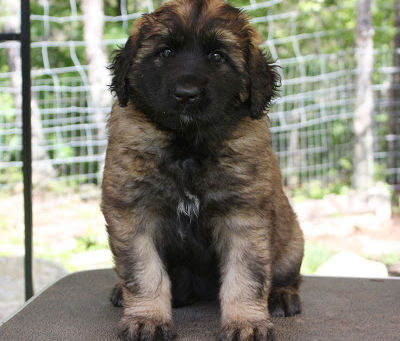 The fabulous five are six weeks old!