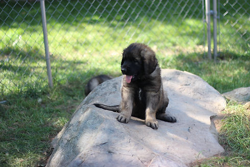 Puppy 51.jpeg