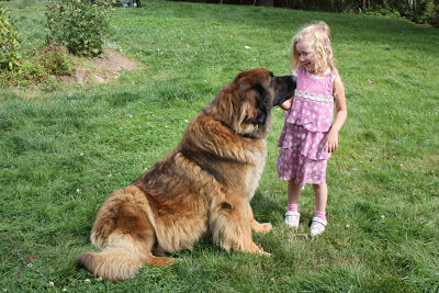 Two more days until the puppies arrive!