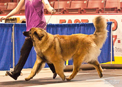 More photos from the all breed show!
