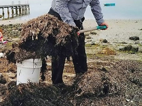 Collecting seaweed for your garden?
