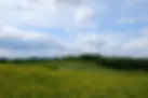 Wispersteig_Kirschbaum.webp