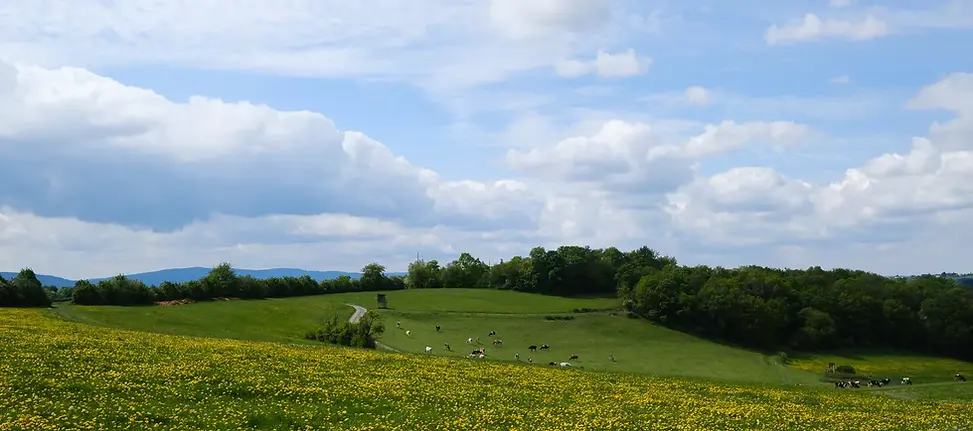 Wispersteig_Kirschbaum.webp