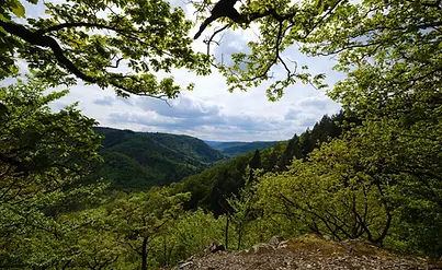Baum vor dem Himmel