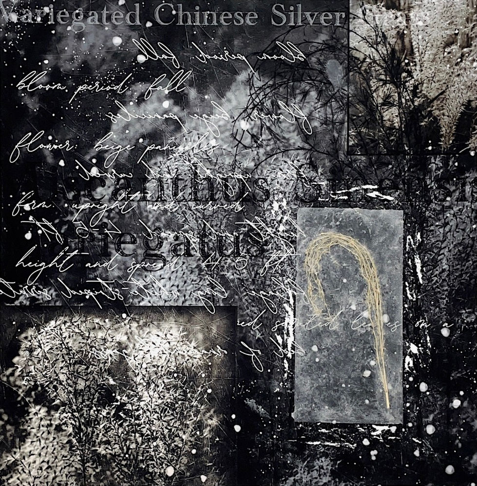 Variegated Chinese Silver Grass