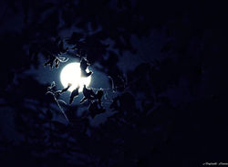 Moon