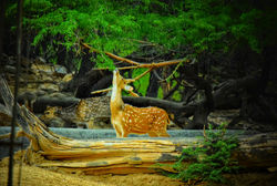 Deer at Huaz Khas Deer's Park