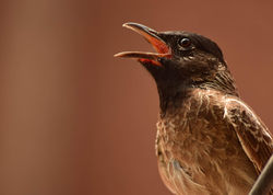 Bird at MyHome