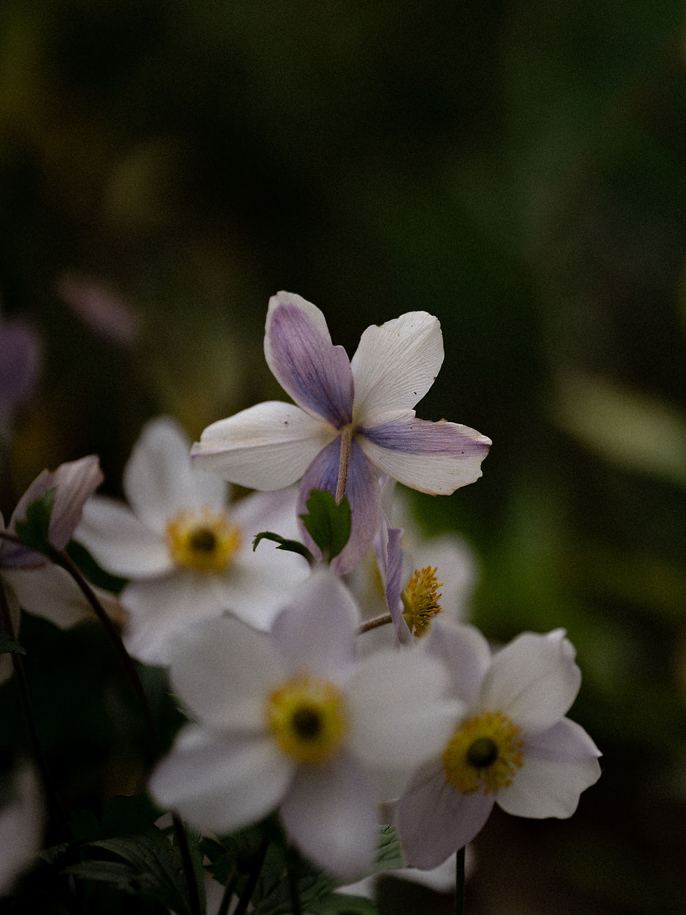 anemone leveillei wiltshire
