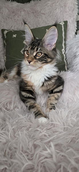 Sankt Halvard´s Dee