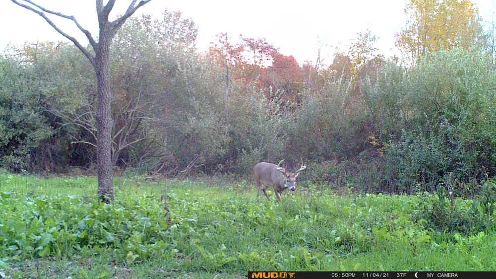Patterning Bucks During the Rut