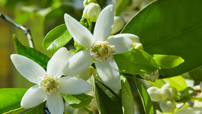 Citrus aurantium fiori (Neroli)