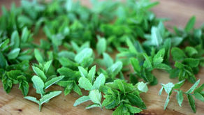 Mentha (Menta)