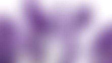 Lavandula (Lavanda)