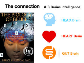The Biology of Belief and the 3 Brains Intelligence Connection