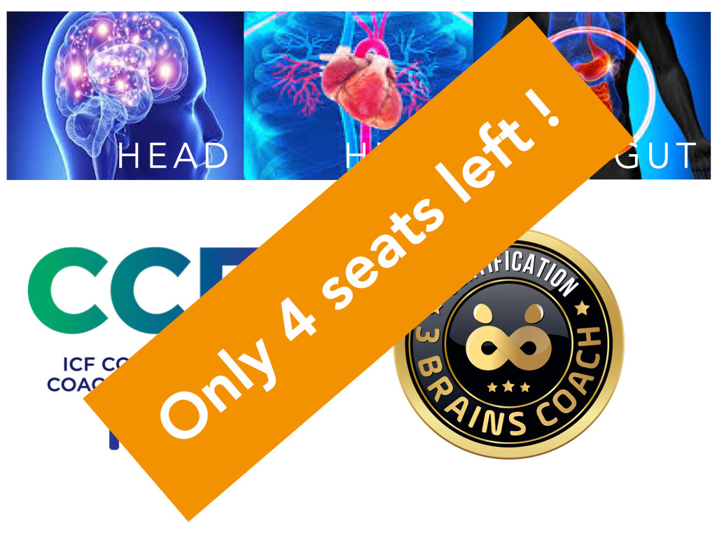 3 Brains Coach Certification ICF for 40 CCEUs accredited 3 Brains