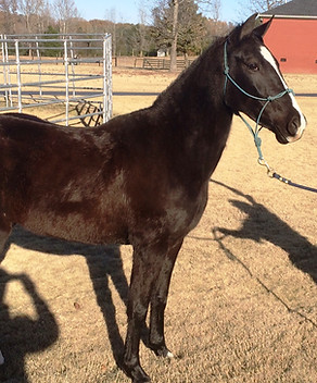 Undertaker's Dark Intentions