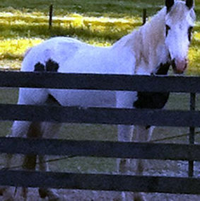 Speck's Indian Squaw