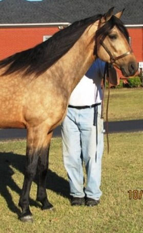Virginia Coal Miner by Rowdy Rawhide — buckskin speed racking stallion