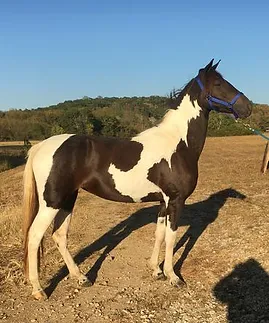 Speed Racking Horses For Sale Speed Racking Horse com Decatur