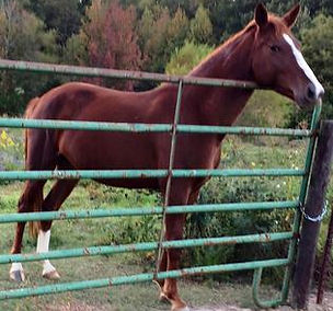 Princess Di by Rev. Homer