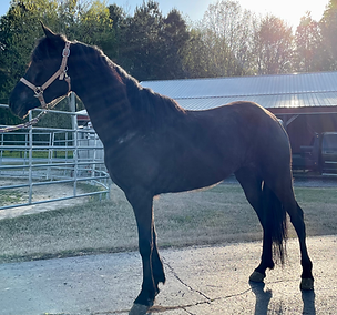 Undertaker and Windjammer's Ebony