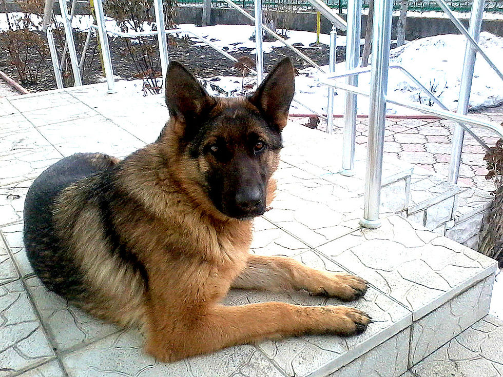 EUKANUBA DE BESS