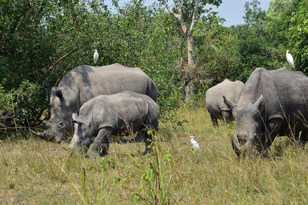 Family of white rhino in Ziwa