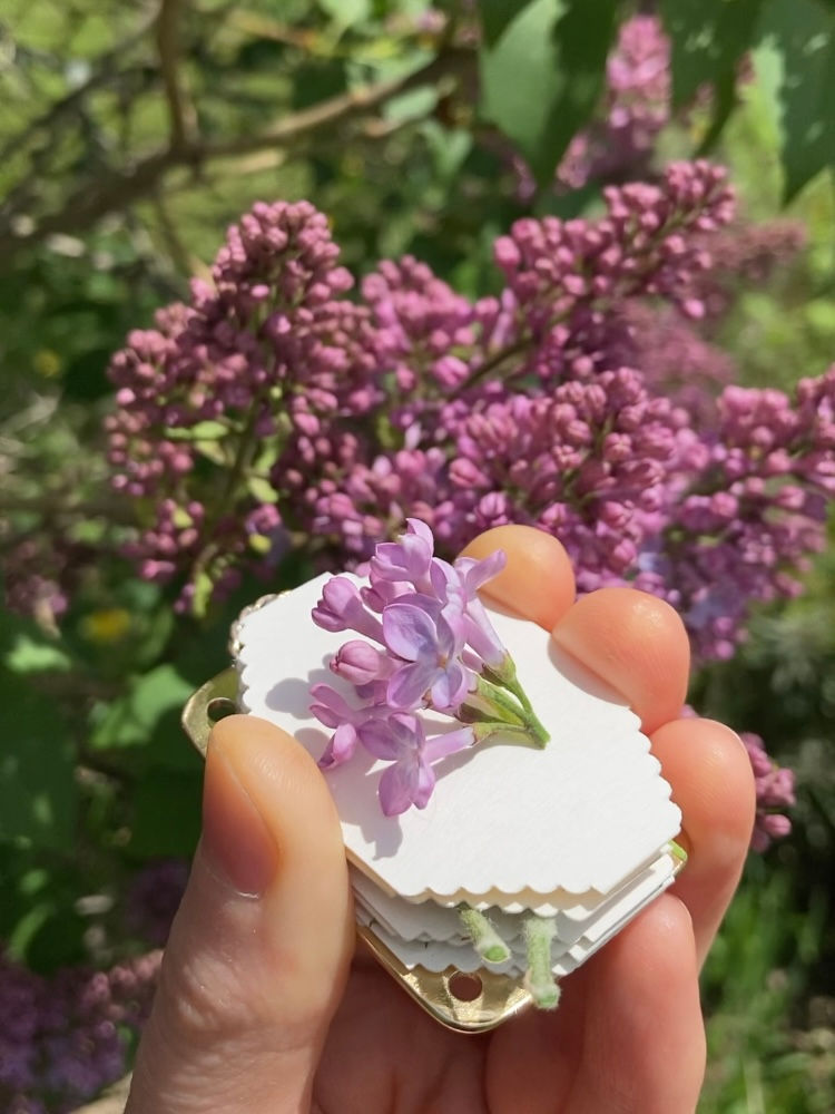 Thumbnail: Micro Flower Press, Bluets Edition *PREORDER*