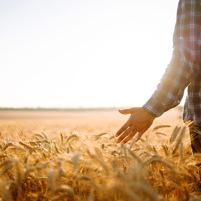 farmer and crop field.jpeg