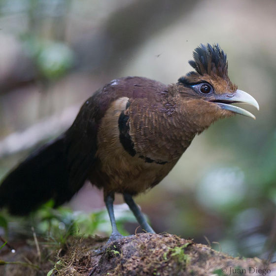 How to See a Rufous-vented Ground-Cuckoo in Costa Rica- Visit Pocosol Research Station