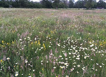 Meadow Field