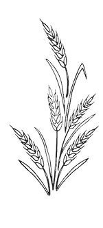 wheat grass clipart transparent