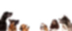 Untitled design (6)_edited.jpg