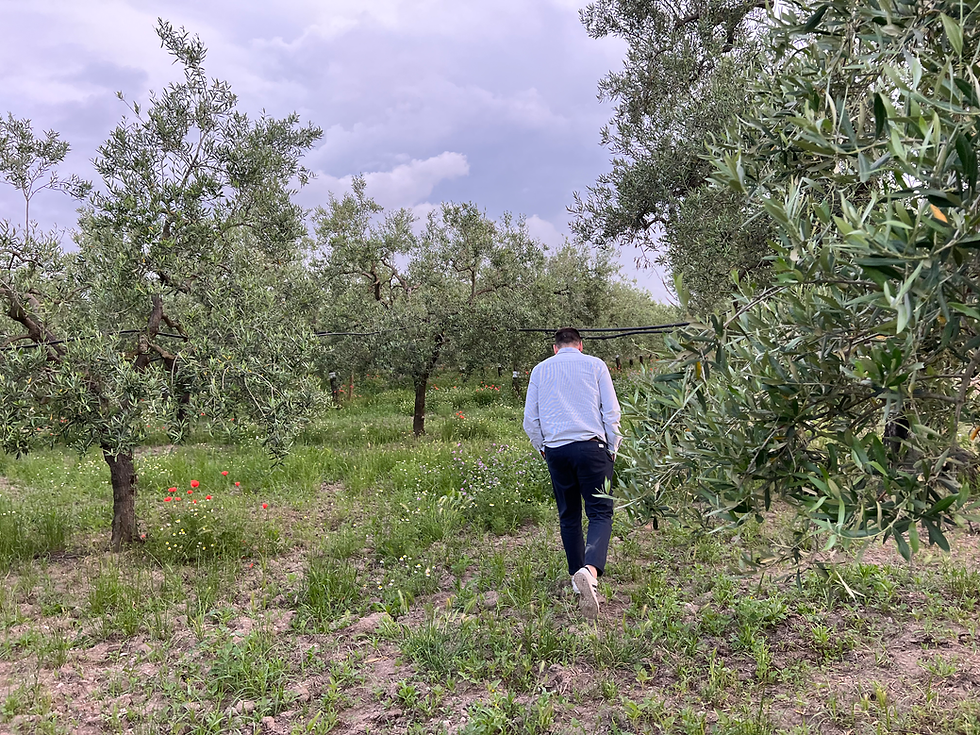 Compensare le emissioni di CO2 piantando alberi: ecco come