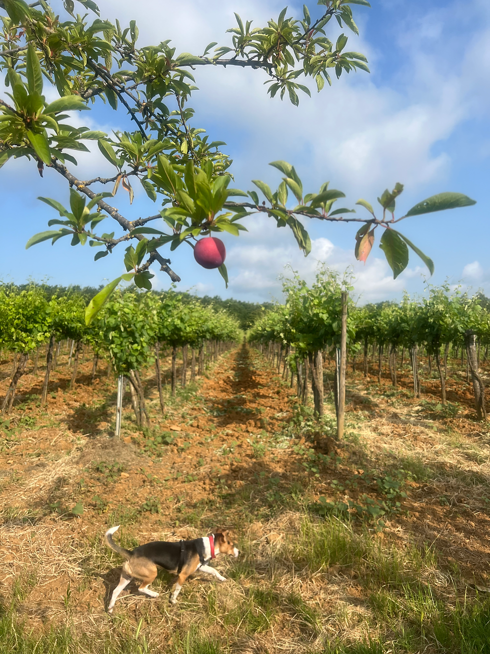 Pape on the vineyard, June 2025