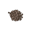 Pine Cone 4