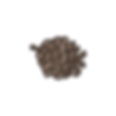 Pine Cone 4