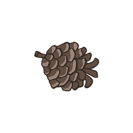 Pine Cone 4