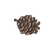 Simple Pinecone Illustration