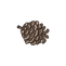 Pine Cone 4