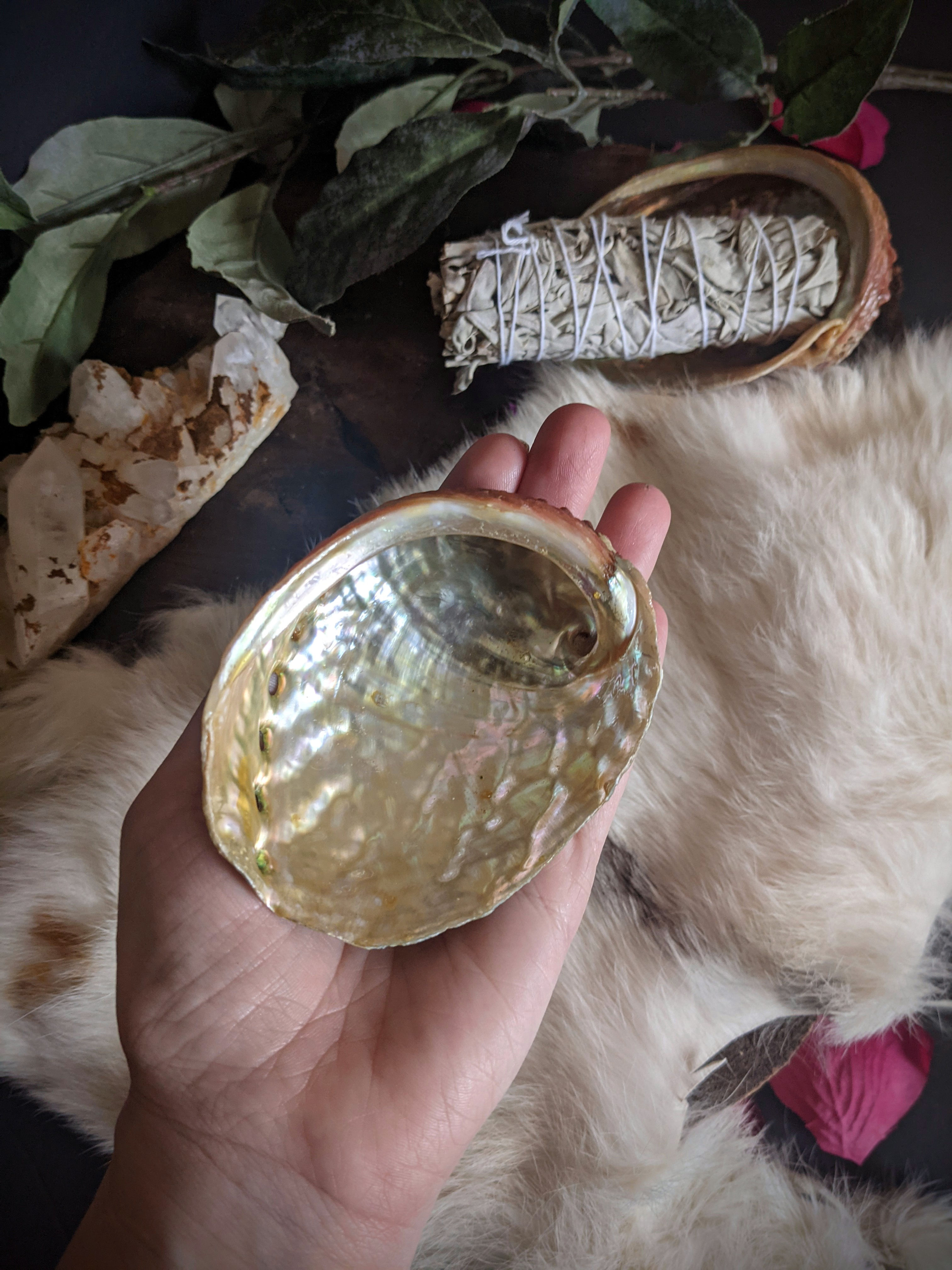 Product: Abalone Shell
